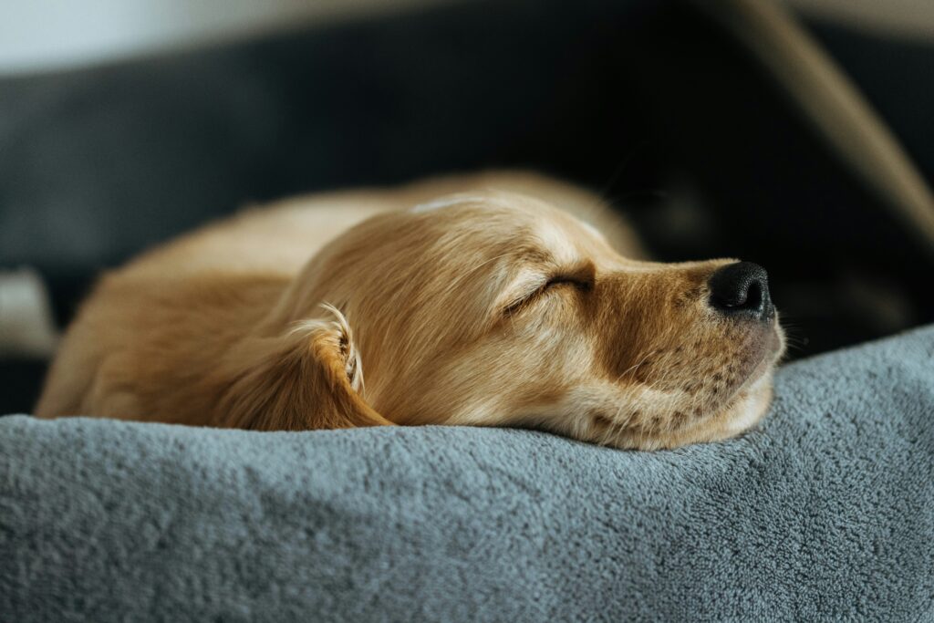Golden retriever puppy sleeping peacefully